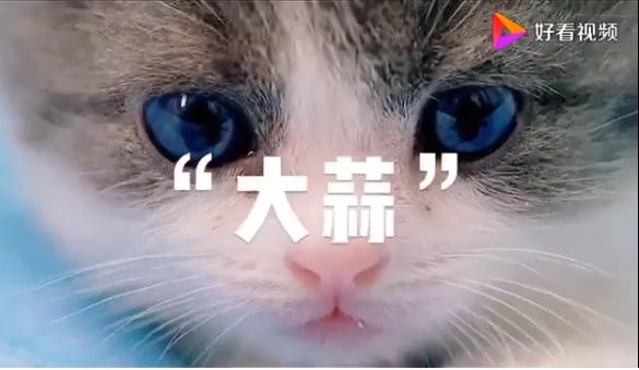 萌！国内首只自主培育的克隆猫“大蒜”来了(1)