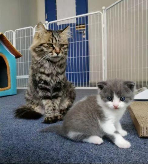 萌！国内首只自主培育的克隆猫“大蒜”来了(2)