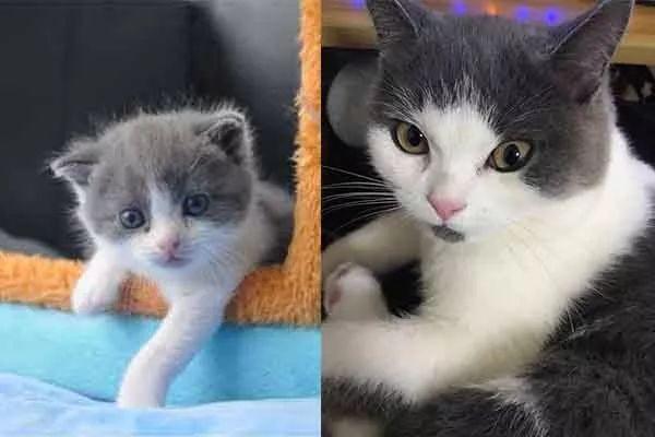萌！国内首只自主培育的克隆猫“大蒜”来了(3)